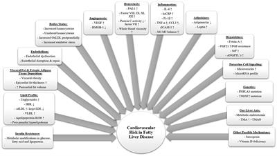 Cardiovascular Risk in Fatty Liver Disease: The Liver-Heart Axis—Literature Review